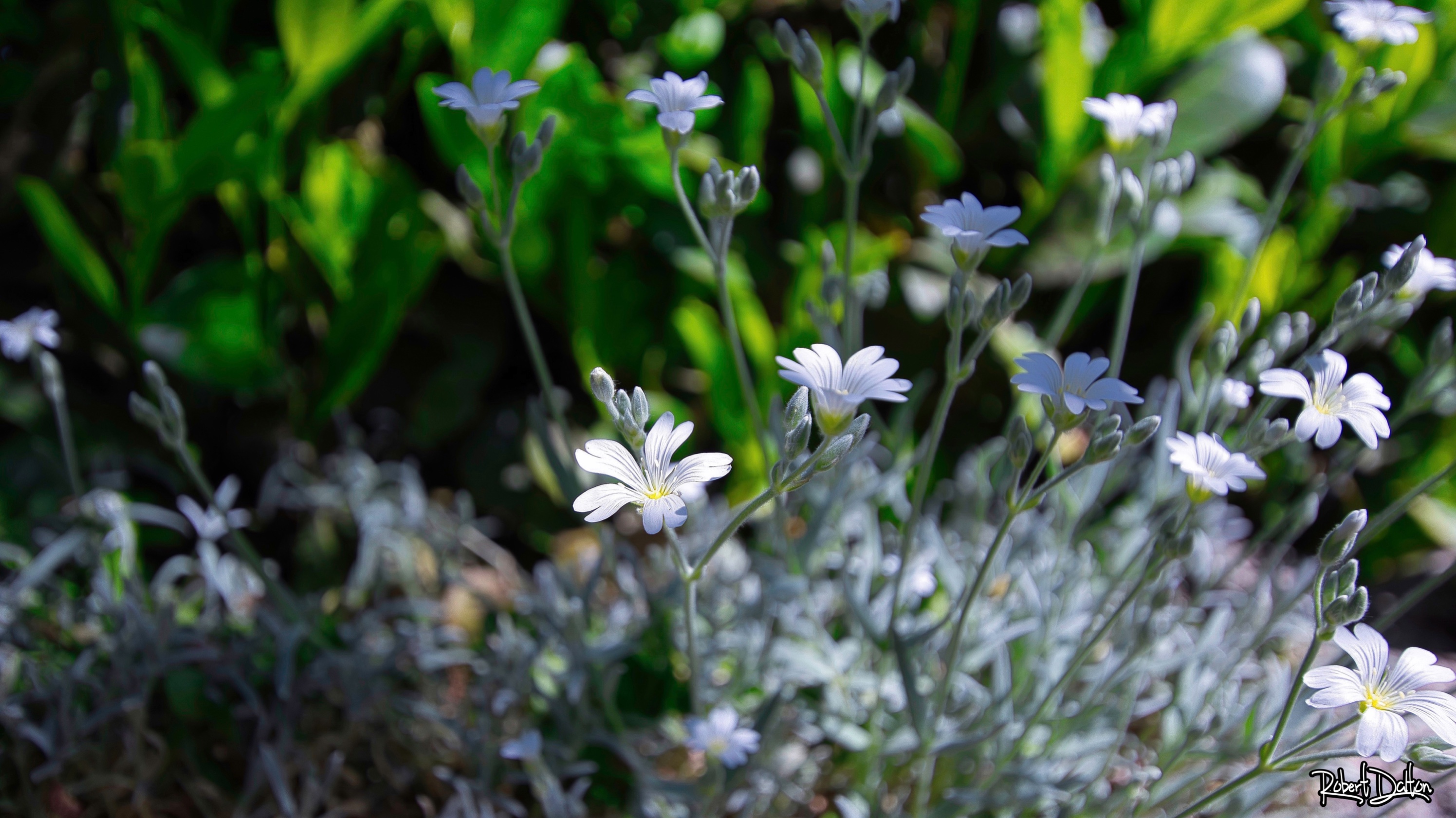 Cerastium tomentosum